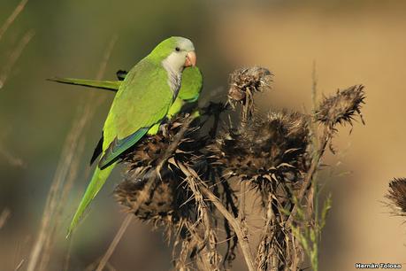 Recorriendo caminos de Udaondo a Ranchos