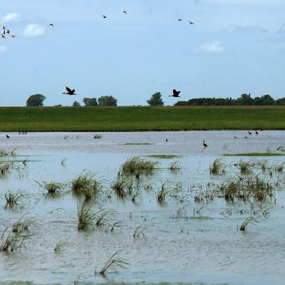 Distancia de rescate, de Samanta Schweblin
