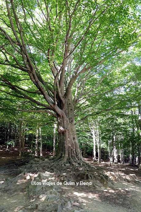 Árbol en Santa Fe del Montseny