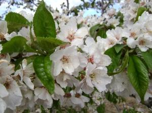 Cerezo en flor