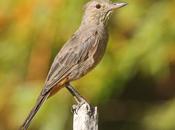Gaucho grande (Agriornis lividus)