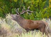 Como cada año, inicio temporada caza, algunos senderos Parque Nacional Lanín estarán cerrados