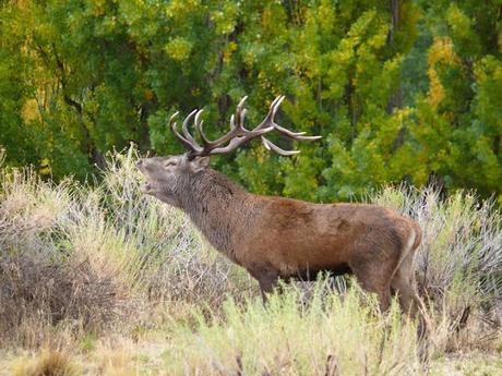 Como cada año, con el inicio de la temporada de caza, algunos senderos del Parque Nacional Lanín estarán cerrados