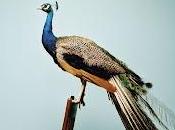 Landero. historia ridícula