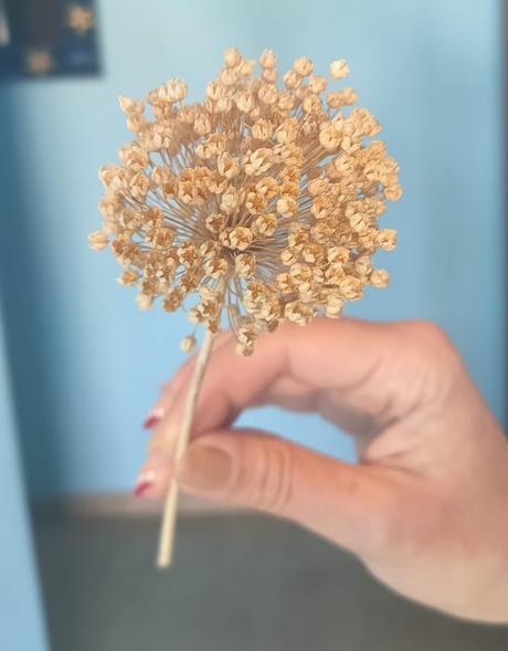 flor seca primer plano Recuperar tu esencia: Reconecta con tu niñx interior 02