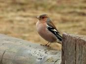 Balance actividad educativa novedosa laredo