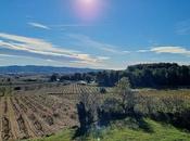 Cavas berdie cava