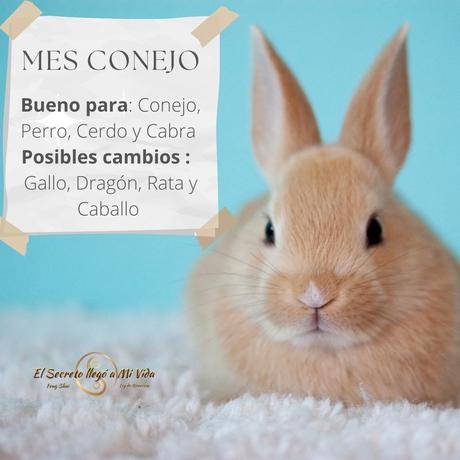 Mes del Conejo de Agua Yin relaciones