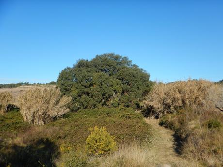 Encina del Pontarró