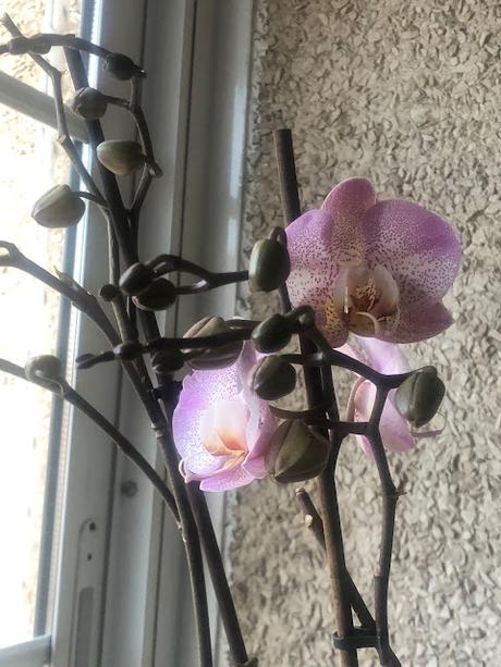 Entre Cafés... Endoscopia y Arroz con Secreto y Ajestes. Entre Cafés... Endoscopia y Arroz con Secreto y Ajestes.