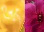 Colores Primavera.