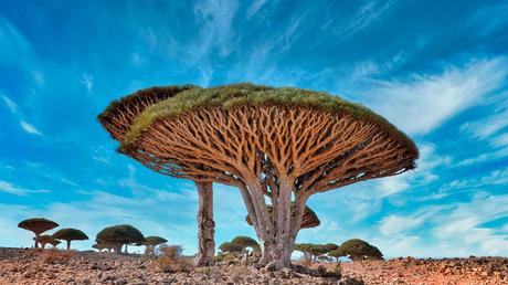10 árboles increíbles alrededor del mundo 3