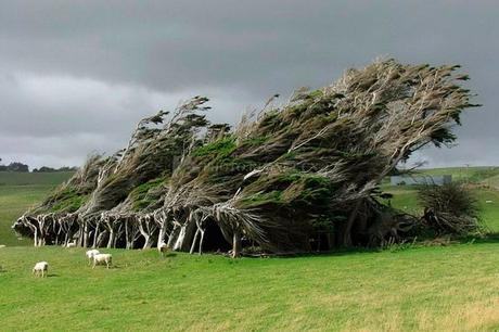 10 árboles increíbles alrededor del mundo 5