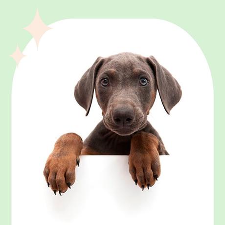 estreñimiento de perros ¿qué hacer con su pienso? 3