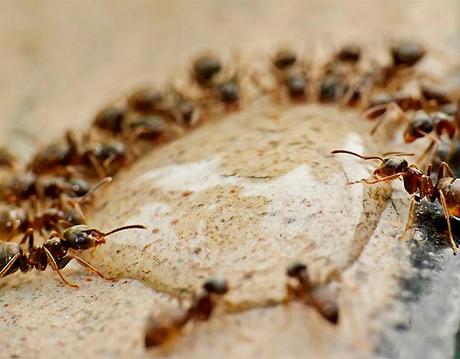 animales que se aislan para evitar epidemias