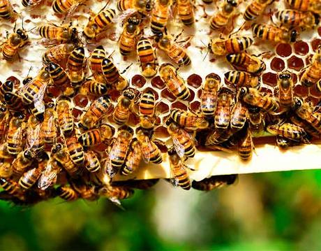 animales que se aislan para evitar epidemias