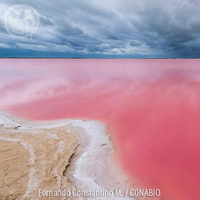 Ecosistemas (XI): Dunas costeras