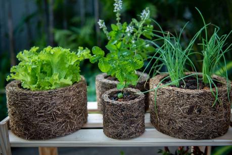 Xaxim pots ayuda a evitar la sequía