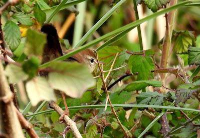 EL RUISEÑOR BASTARDO SE CONFÍA