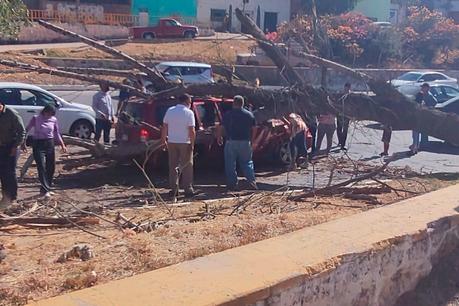 (video) Árbol cae sobre vehículo en el Río Santiago y fallece una persona