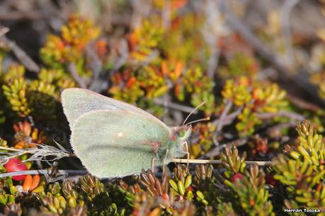 Isoca patagónica (Colias vauthierii)