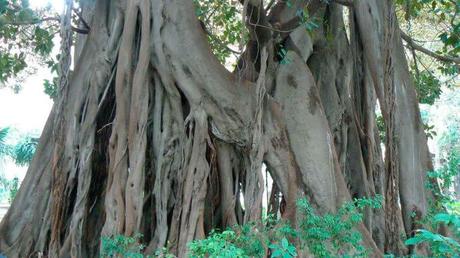 6 rutas para recorrer los montes de Alicante con visitas guiadas 6 rutas para recorrer los montes de Alicante con visitas guiadas