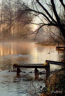 5.013 - ÁRBOLES CIEGOS...