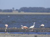 Laguna Epecuén (enero 2021)