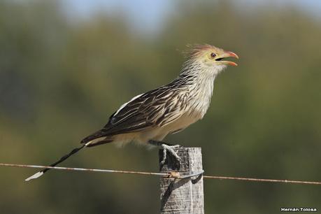 Laguna Epecuén (enero 2021)