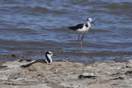 Laguna Epecuén (enero 2021)