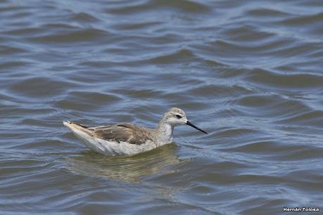 Laguna Epecuén (enero 2021)