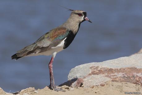 Laguna Epecuén (enero 2021)