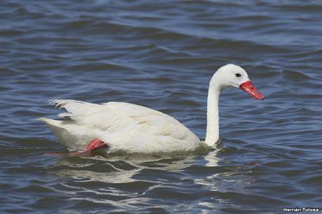 Laguna Epecuén (enero 2021)
