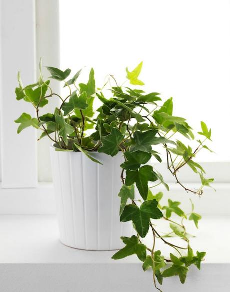 8 plantas que absorben la humedad de tu hogar