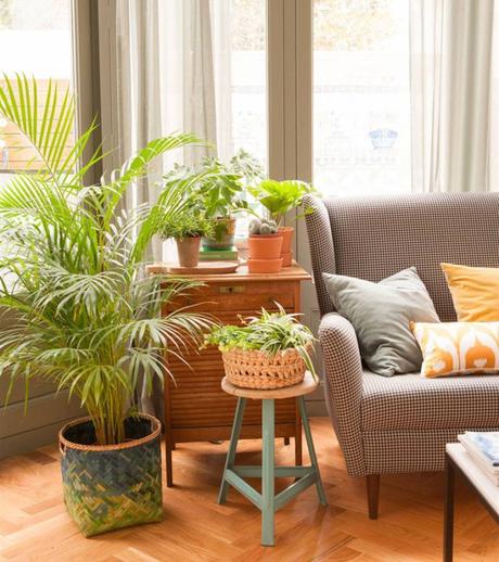 8 plantas que absorben la humedad de tu hogar