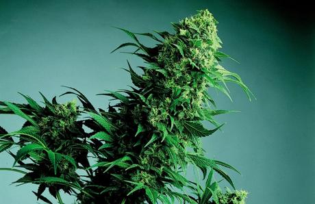 ¿Cuál es la parte de la planta de marihuana que se fuma? Las partes que componen la planta de marihuana