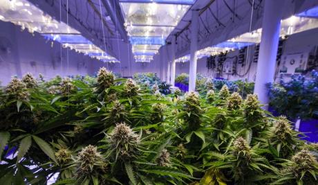 ¿Cuál es la parte de la planta de marihuana que se fuma? Las partes que componen la planta de marihuana ¿Cuál es la parte de la planta de marihuana que se fuma? Las partes que componen la planta de marihuana