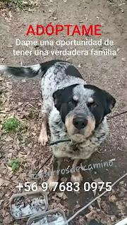 Adopta a Cabezón