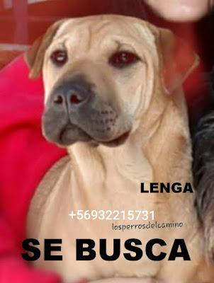 Buscamos a Lenga