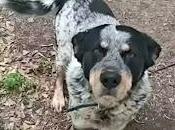 Adopta Cabezón