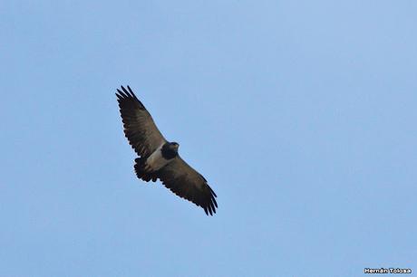 Viaje a la Patagonia Austral (2° parte)