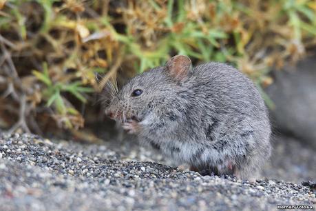 Viaje a la Patagonia Austral (2° parte)