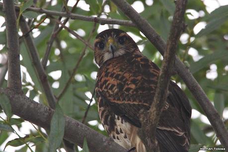 Viaje a la Patagonia Austral (2° parte)