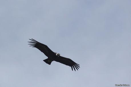 Viaje a la Patagonia Austral (2° parte)