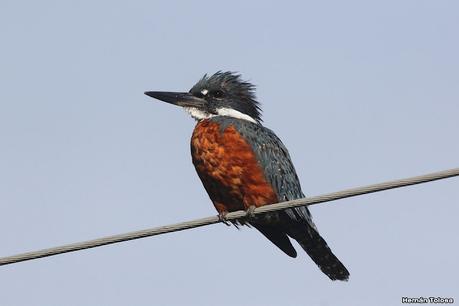 Viaje a la Patagonia Austral (2° parte)