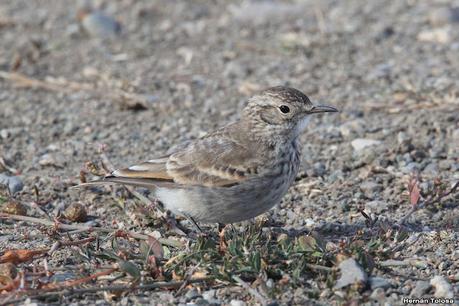 Viaje a la Patagonia Austral (2° parte)