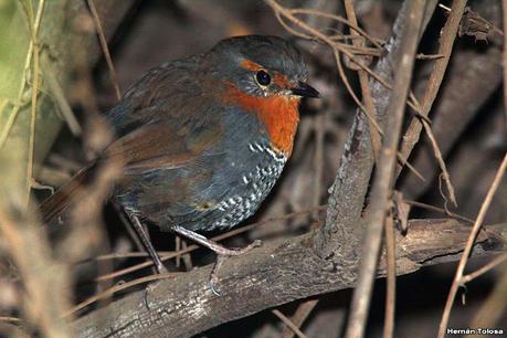 Viaje a la Patagonia Austral (2° parte)
