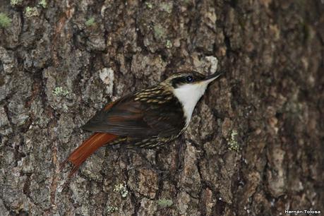 Viaje a la Patagonia Austral (2° parte)
