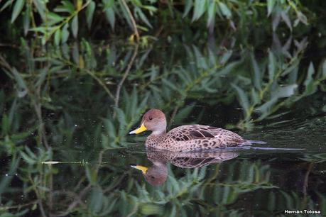 Viaje a la Patagonia Austral (2° parte)