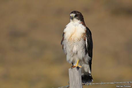 Viaje a la Patagonia Austral (2° parte)